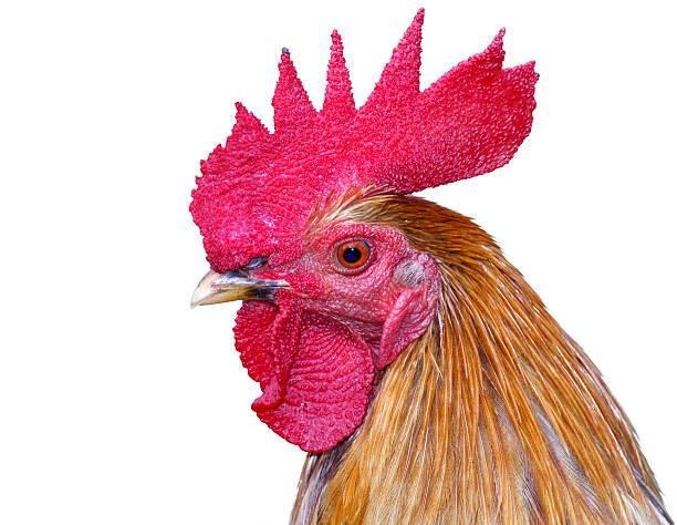 istock Thailand male chicken rooster head isolated 148442259