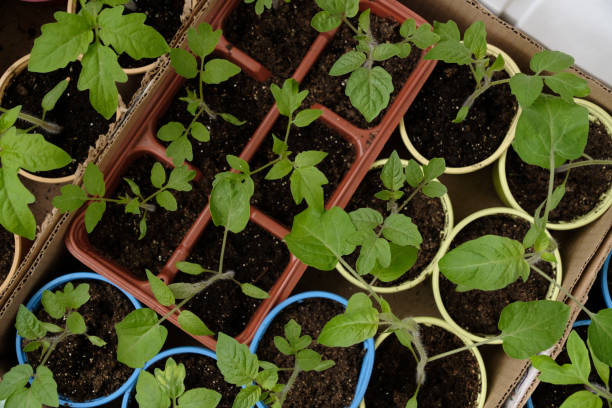 istock Young seedlings in pots and in a box on the balcony 1484423163