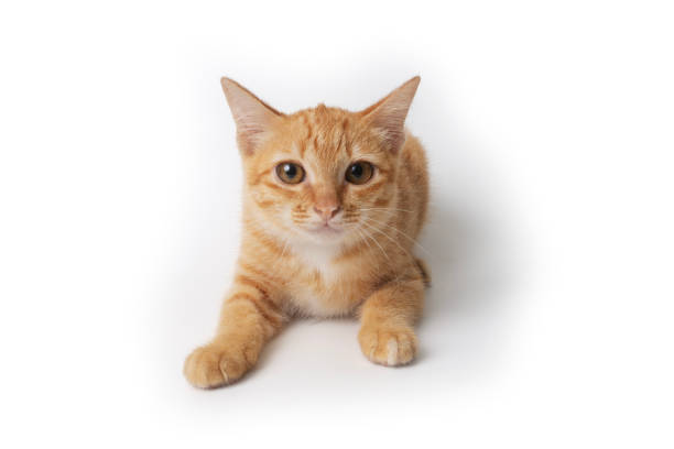 istock Little cat crouched on the floor on white back ground. 1484424333