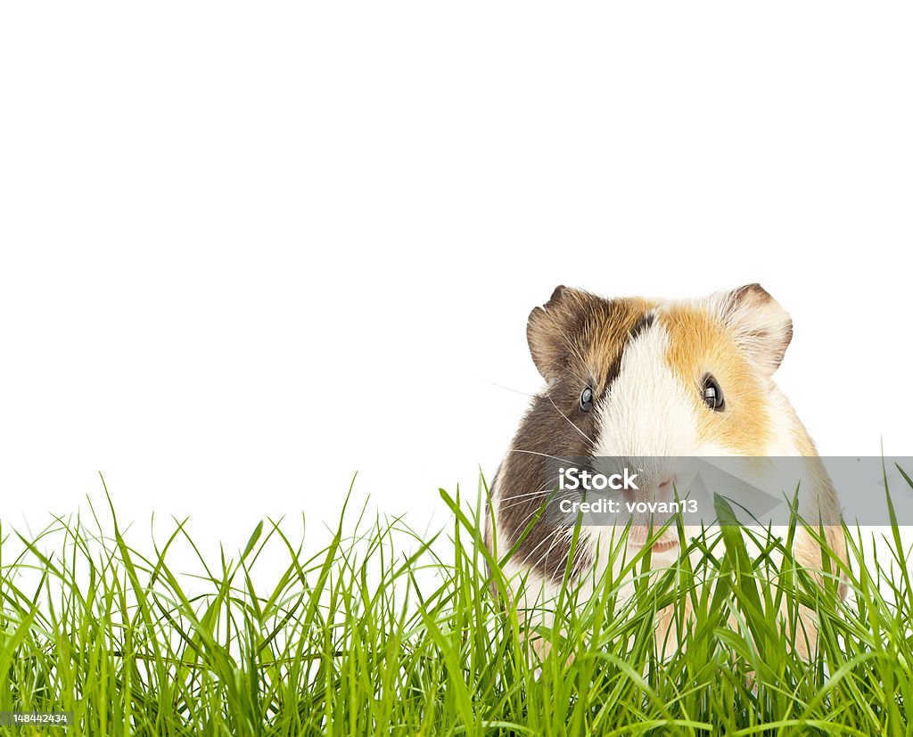 guinea brown guinea pig in the grass Animal Stock Photo