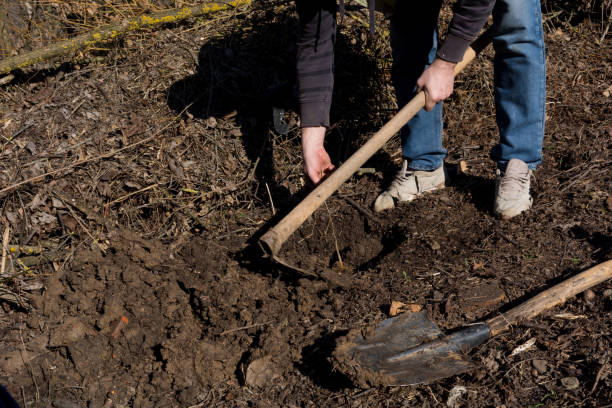 istock Man planting young tree in garden on sunny spring day 1484424365