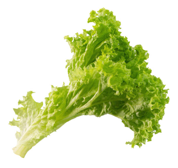 istock green lettuce isolated on a white background 1484427668