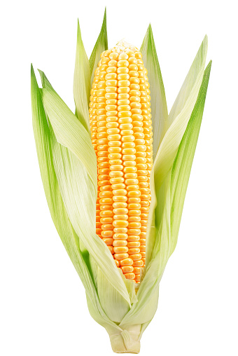 ear of corn isolated on a white background.