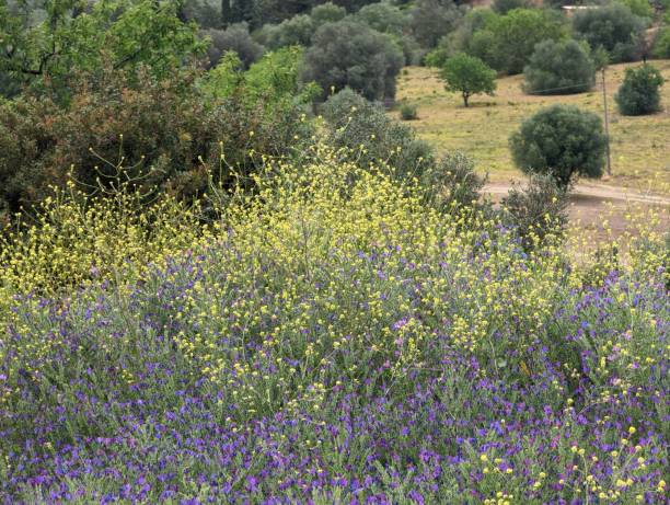 istock Blue and yellow wildflowers 1484428578