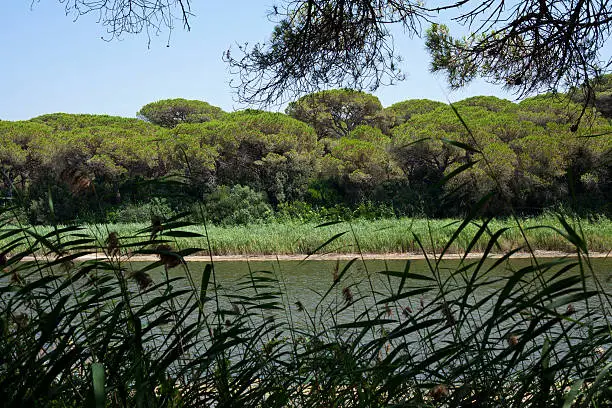 River with canes at the foreground and parasol pinewood at the background. Blue sky. Maremma coastline pinewood, Tuscany, Italy.