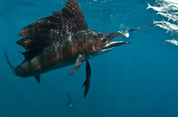 A sailfish (Istiophorus) eats a fish from a fast moving bait ball in the waters off Isla Mujeres, Mexico.