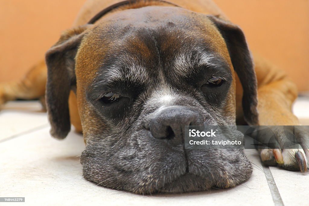 sleeping dog boxer breed sleeping on the floor Boxer - Dog Stock Photo