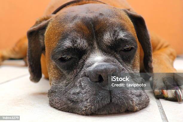 Sleeping Dog Stock Photo - Download Image Now - Boxer - Dog, Sleeping, Animal