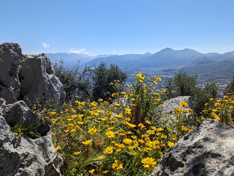 Golden Marguerite patch between rocks in the foreground with a view of Palermo in the valley and mountain range in the distance.