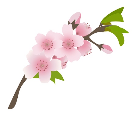 Branch of cherry blossoms. Vector illustration in cartoon style.