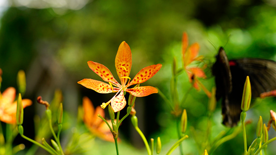 Iris domestica is also known as leopard lily, blackberry lily, and leopard flower. the flowers are orange with a combination of stripes, red dots with bright green flower stalks.