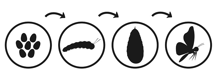 Butterfly development cycle. Silhouette infographic of caterpillar emergence and transformation. Transformation of insect pupa.