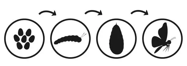 Vector illustration of Butterfly development cycle. Silhouette infographic of caterpillar emergence and transformation. Transformation of insect pupa