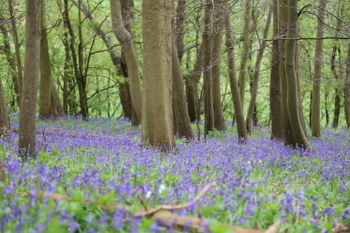 Bluebells in local woods near Guildford Surrey England