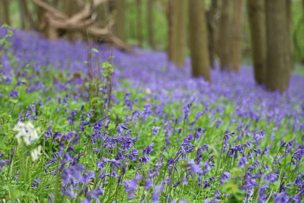 istock Bluebells flowers England 1484447323