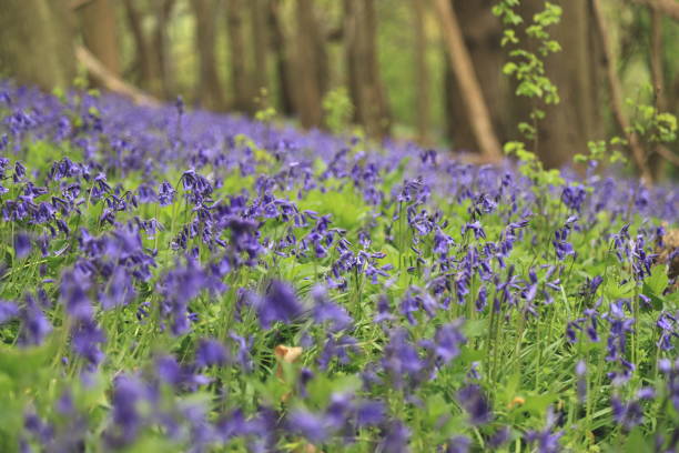 istock Bluebells flowers England 1484447342