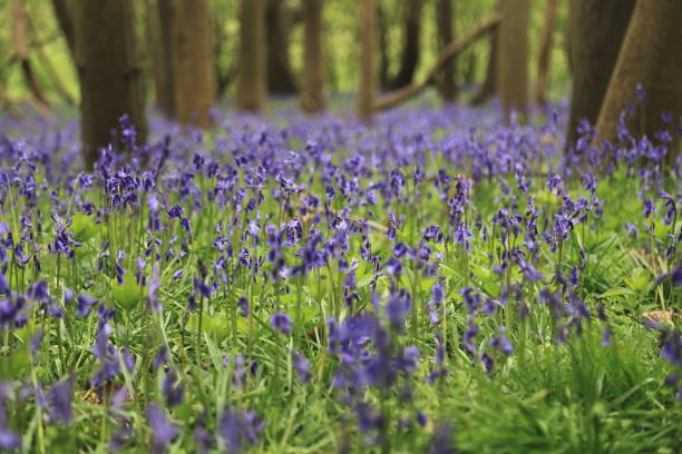 istock Bluebells flowers England 1484447343
