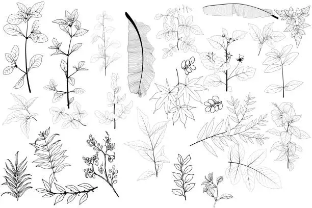 Vector illustration of Plant nature hand drawn set. Collection botanical element. Elegante vintage style. Vector illustration.