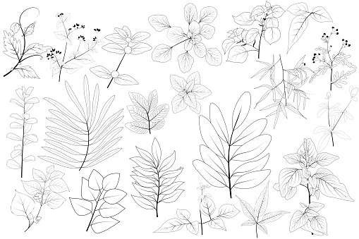 Plant nature hand drawn set. Collection botanical element. Elegante vintage style. Vector illustration.