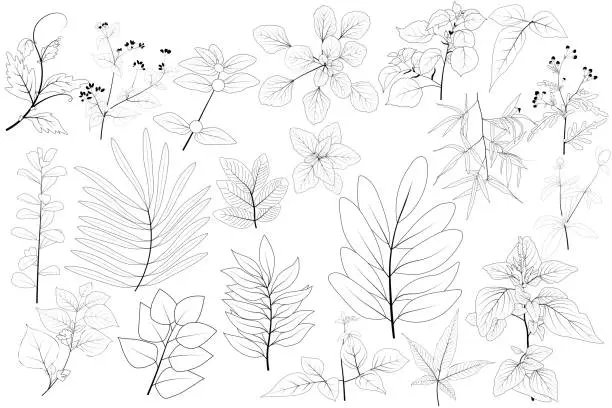 Vector illustration of Plant nature hand drawn set. Collection botanical element. Elegante vintage style. Vector illustration.