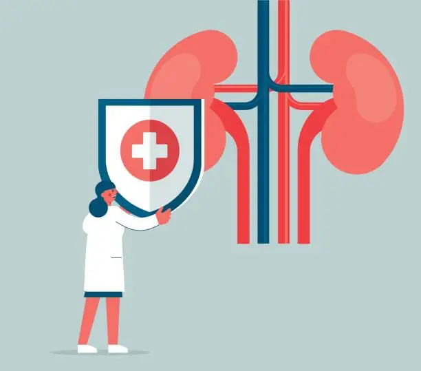 Vector illustration of Kidney organ protection