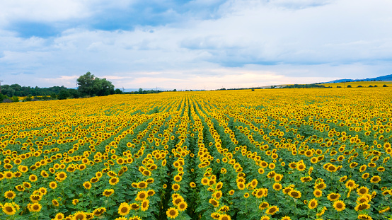 Aerial view of the field of sunflowers.