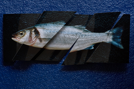 A cut and recomposed  photo of a sea bass, on a blue colored stone