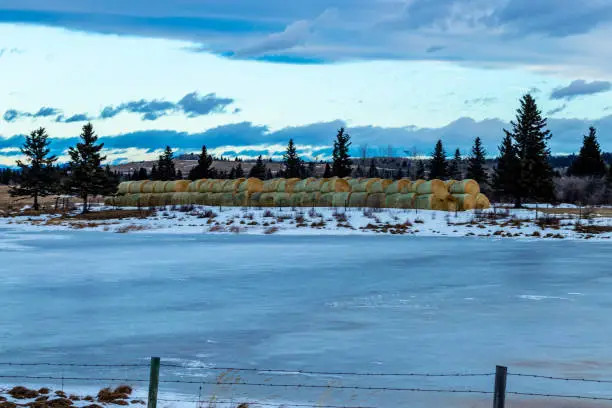 Yellow round Haybales sitting by a frozen pond. Sibbald Creek Trail, Alberta, Canada