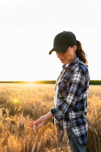 Farmer touches the ears of wheat on an agricultural field