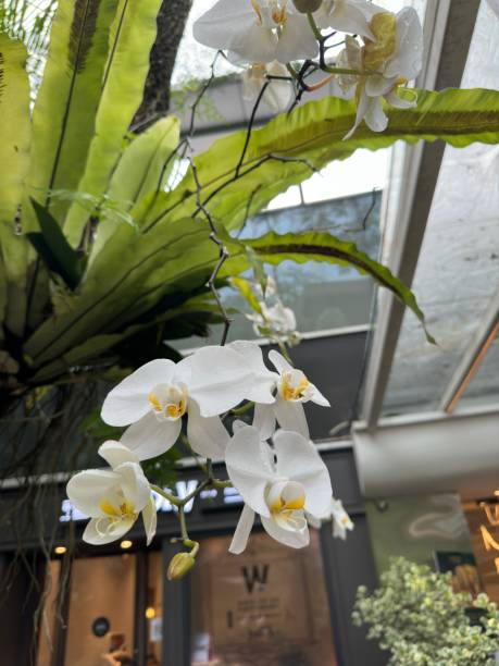istock White Elephant Orchid Blooming in Urban City 1484465175