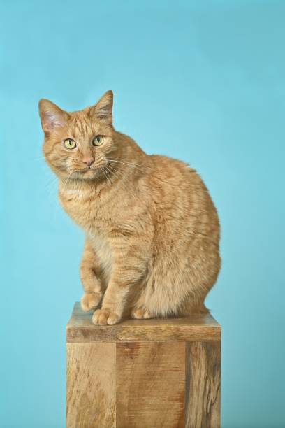 istock Cute red cat sitting on wooden column and looking curious away. Vertical image with gren background. 1484466182