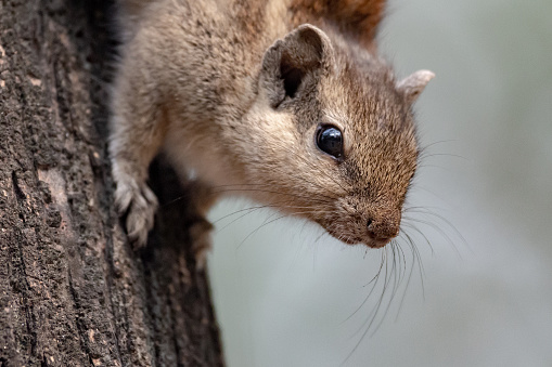 The Indian palm squirrel or three-striped palm squirrel (Funambulus palmarum) is a species of rodent in the family Sciuridae found naturally in India