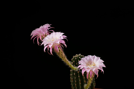 Beautiful cactus flower on black backgroundThe cactus is blooming.