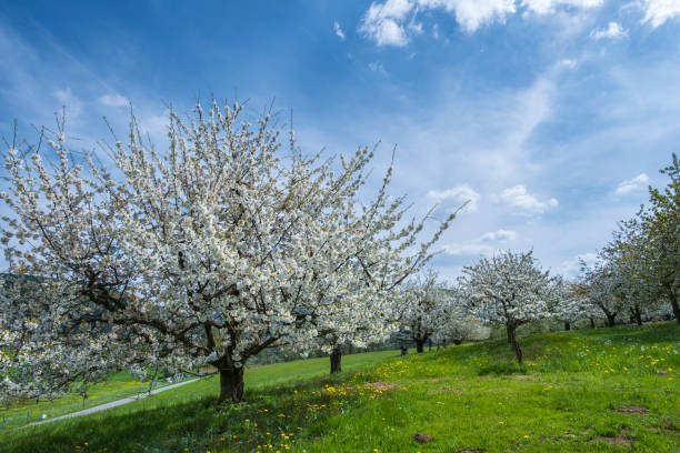 blooming apple treeClick here to view more related images: