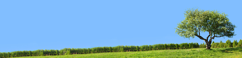 alone tree on green grass field beautiful banner background with copy space