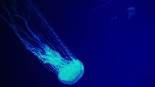 Fuorescent jellyfish swim underwater aquarium pool wtih blue neon light