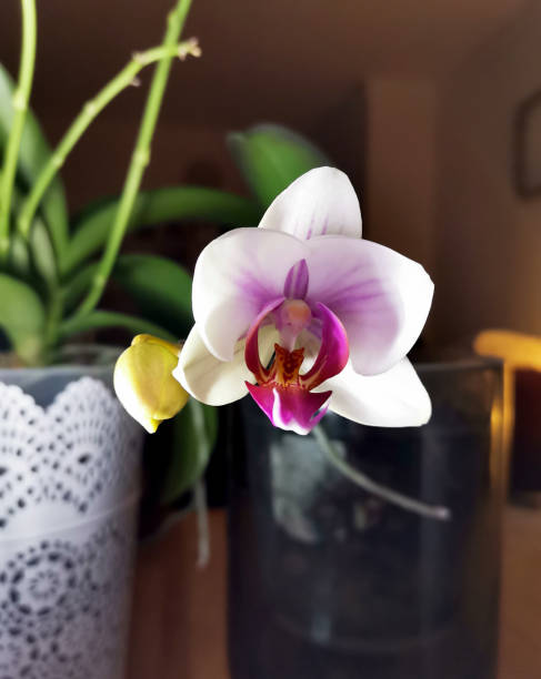 istock Moth orchid with white and purple petals at night 1484472807