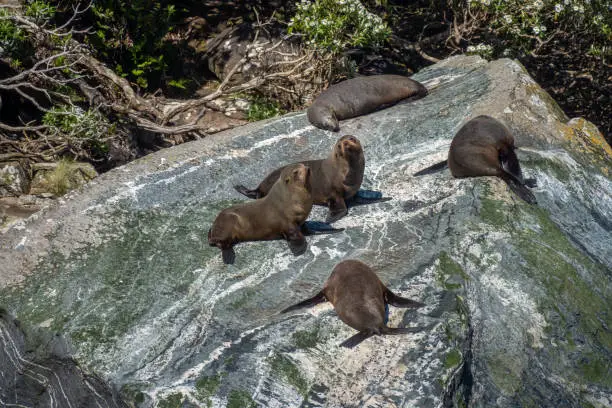 Photo of Seal colonies resting on rocks along Milford Sound (Piopiotahi) fjord, Fiordland National Park in the south west of New Zealand's South Island.