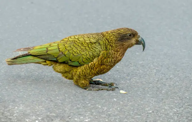 Photo of Kea (Nestor notabilis) a unique endemic species of large parrot found only in the forested and alpine regions of the South Island of New Zealand.