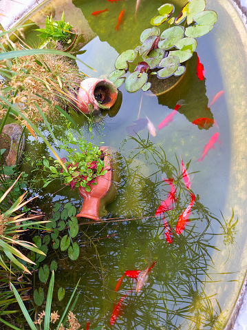 Small garden pond with red fish and clay jug, many decorative evergreen plants