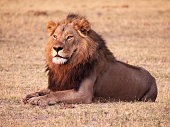 A lion (Panthera leo) laying down