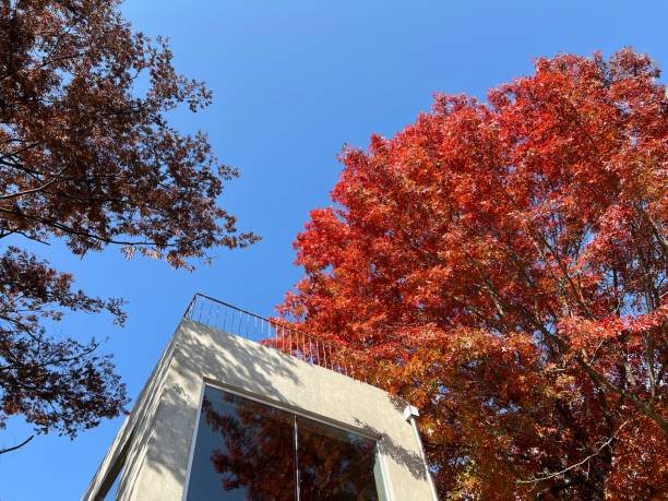 istock blue sky view with vivid red color maple tree. 1484480919