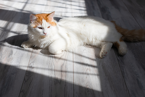 domestic cat basking in the sun lying on the floor. cat basking in the sun. the cat lies on the floor of the room