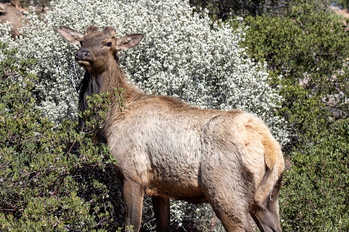 This young elk was devouring that bush, in the high desert, outside of Payson, Arizona.