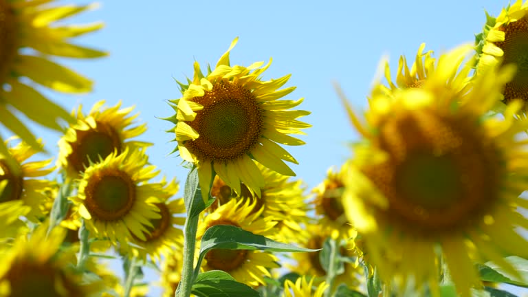 Slow-motion 4K video of sunflowers gently swaying in the breeze.