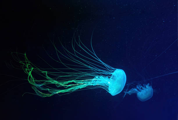 istock Fluorescent jellyfish swimming underwater aquarium pool with blue neon light 1484484884