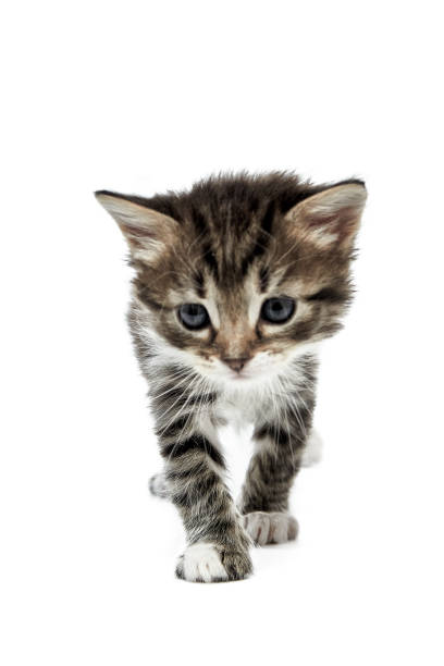 istock A cute little kitten on a white background. Baby cat 1484485202