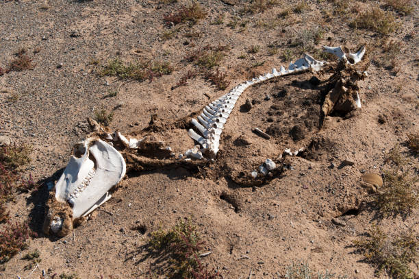 caballo muerto - animal skull drought animal bone dry fotografías e imágenes de stock