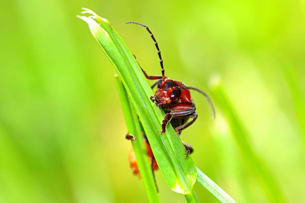 istock closeup of bug at wild nature 1484485659