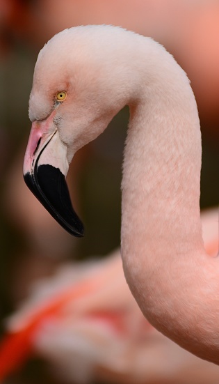 Headshot of an exotic bird.